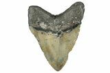 Fossil Megalodon Tooth - North Carolina #349326-2